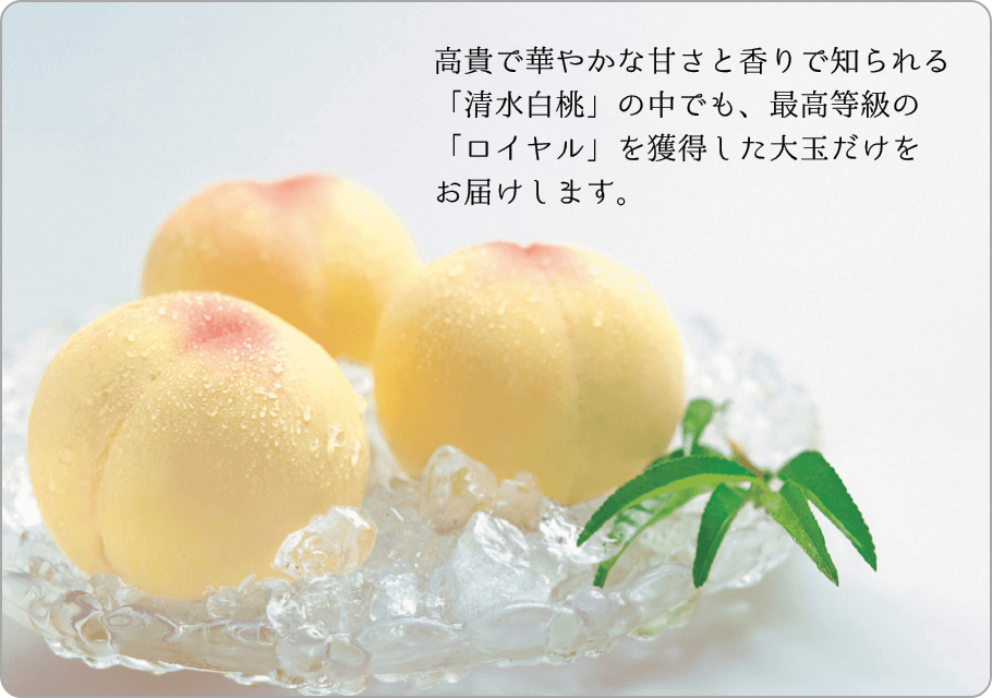 岡山県産 清水白桃 商品サムネイル 高貴で華やかな甘さと香りで知られる「清水白桃」の中でも、最高等級の「ロイヤル」を獲得した大玉だけをお届けします。